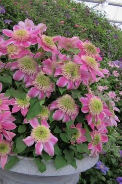 Empress Clematis - 1 Gallon Pot -Cheap US Topiary Plant Store clematis empress 4