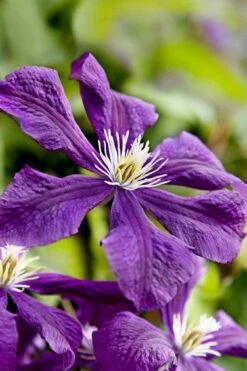 Etoile Violette Clematis - 1 Gallon Pot -Cheap US Topiary Plant Store clematis etoile violette 10