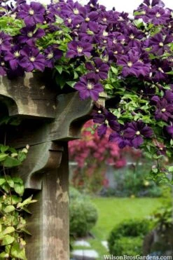 Etoile Violette Clematis - 1 Gallon Pot -Cheap US Topiary Plant Store clematis etoile violette 11