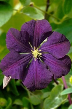 Etoile Violette Clematis - 1 Gallon Pot -Cheap US Topiary Plant Store clematis etoile violette 13