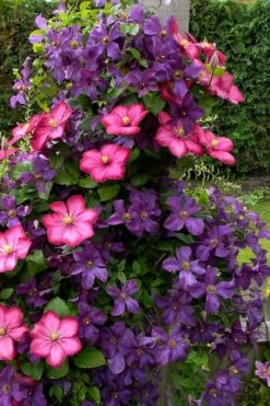 Etoile Violette Clematis - 1 Gallon Pot -Cheap US Topiary Plant Store clematis etoile violette 4