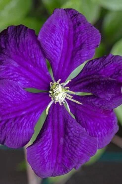 Etoile Violette Clematis - 1 Gallon Pot -Cheap US Topiary Plant Store clematis etolie violette 1