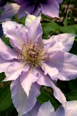Filigree Clematis - 1 Gallon Pot