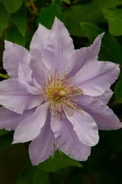 Filigree Clematis - 1 Gallon Pot -Cheap US Topiary Plant Store clematis filigree 4
