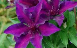 Fleuri Clematis - 1 Gallon Pot -Cheap US Topiary Plant Store clematis fleuri 10