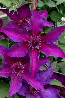 Fleuri Clematis - 1 Gallon Pot -Cheap US Topiary Plant Store clematis fleuri 11