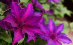 Fleuri Clematis - 1 Gallon Pot -Cheap US Topiary Plant Store clematis fleuri 19