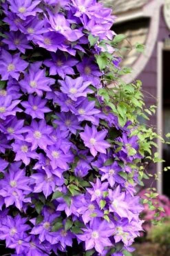 General Sikorski Clematis - 1 Gallon Pot -Cheap US Topiary Plant Store clematis general sikorski 11