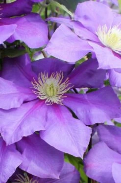 General Sikorski Clematis - 1 Gallon Pot -Cheap US Topiary Plant Store clematis general sikorski 6