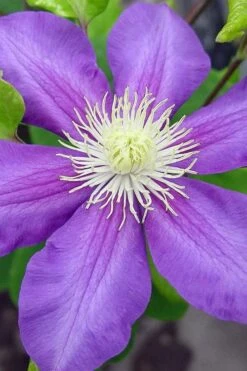 General Sikorski Clematis - 1 Gallon Pot -Cheap US Topiary Plant Store clematis general sikorski 8