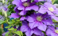 General Sikorski Clematis - 1 Gallon Pot -Cheap US Topiary Plant Store clematis general sikorski 9