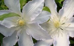 Gillian Blades Clematis - 1 Gallon Pot -Cheap US Topiary Plant Store clematis gillian blades 4