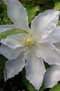 Gillian Blades Clematis - 1 Gallon Pot -Cheap US Topiary Plant Store clematis gillian blades 5