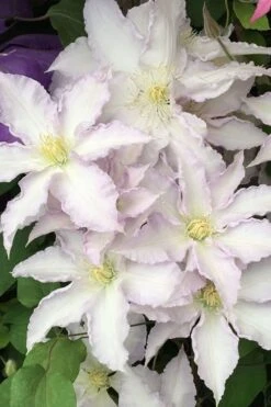 Gillian Blades Clematis - 1 Gallon Pot -Cheap US Topiary Plant Store clematis gillian blades 500x750 1