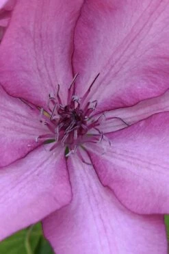 Giselle Clematis - 1 Gallon Pot -Cheap US Topiary Plant Store clematis giselle 10