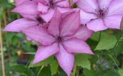 Giselle Clematis - 1 Gallon Pot -Cheap US Topiary Plant Store clematis giselle 12
