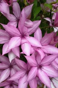 Giselle Clematis - 1 Gallon Pot -Cheap US Topiary Plant Store clematis giselle 13