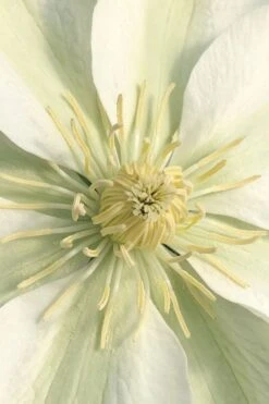 Guernsey Cream Clematis - 1 Gallon Pot -Cheap US Topiary Plant Store clematis guernsey cream 1