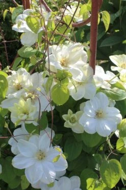 Guernsey Cream Clematis - 1 Gallon Pot -Cheap US Topiary Plant Store clematis guernsey cream 3