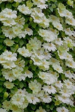 Guernsey Cream Clematis - 1 Gallon Pot -Cheap US Topiary Plant Store clematis guernsey cream 5