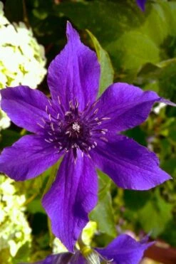 Guiding Promise Clematis - 1 Gallon Pot -Cheap US Topiary Plant Store clematis guiding promise 1