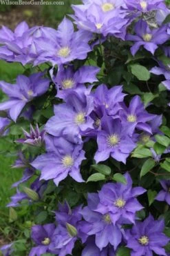 H. F. Young Clematis - 3 Gallon Pot -Cheap US Topiary Plant Store clematis h f young 13 1