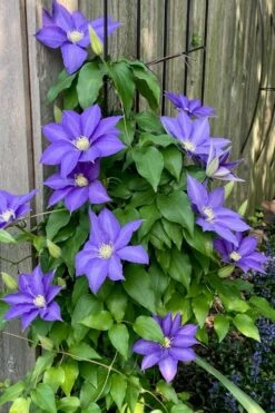 H. F. Young Clematis - 3 Gallon Pot -Cheap US Topiary Plant Store clematis h f young 5 1