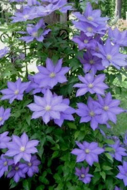 H. F. Young Clematis - 3 Gallon Pot -Cheap US Topiary Plant Store clematis h f young 9 1
