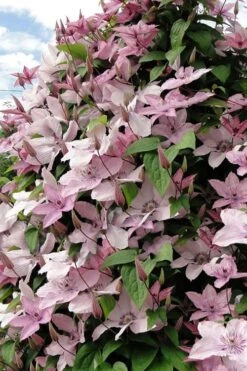 Hagley Hybrid Clematis - 1 Gallon Pot -Cheap US Topiary Plant Store clematis hagley hybrid 11