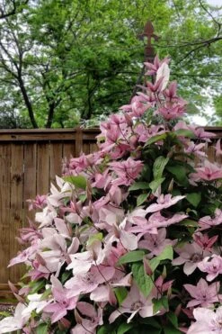 Hagley Hybrid Clematis - 1 Gallon Pot -Cheap US Topiary Plant Store clematis hagley hybrid 12