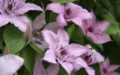 Hagley Hybrid Clematis - 1 Gallon Pot -Cheap US Topiary Plant Store clematis hagley hybrid 13