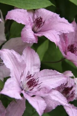 Hagley Hybrid Clematis - 1 Gallon Pot -Cheap US Topiary Plant Store clematis hagley hybrid 14