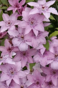 Hagley Hybrid Clematis - 1 Gallon Pot -Cheap US Topiary Plant Store clematis hagley hybrid 15