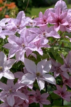 Hagley Hybrid Clematis - 1 Gallon Pot -Cheap US Topiary Plant Store clematis hagley hybrid 18