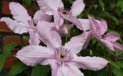 Hagley Hybrid Clematis - 1 Gallon Pot -Cheap US Topiary Plant Store clematis hagley hybrid 21