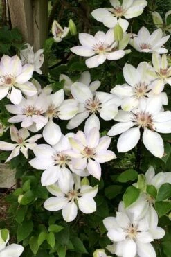 Henryi Clematis - 1 Gallon Pot -Cheap US Topiary Plant Store clematis henryi 2