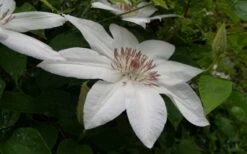 Henryi Clematis - 1 Gallon Pot -Cheap US Topiary Plant Store clematis henryi 3