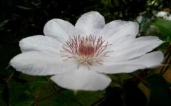 Henryi Clematis - 1 Gallon Pot -Cheap US Topiary Plant Store clematis henryi 4