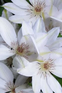 Henryi Clematis - 1 Gallon Pot -Cheap US Topiary Plant Store clematis henryi 7
