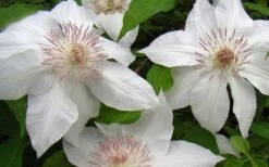 Hyde Hall Clematis - 1 Gallon Pot -Cheap US Topiary Plant Store clematis hyde hall 1