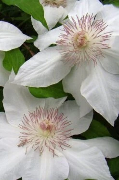 Hyde Hall Clematis - 1 Gallon Pot -Cheap US Topiary Plant Store clematis hyde hall 5