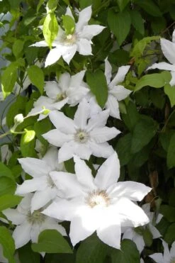 Hyde Hall Clematis - 1 Gallon Pot -Cheap US Topiary Plant Store clematis hyde hall 6