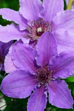 Ines Clematis - 1 Gallon Pot -Cheap US Topiary Plant Store clematis ines 3