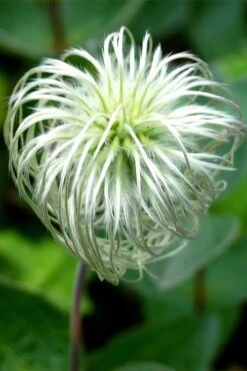 Clematis Integrifolia (Solitary Bush Clematis) - 1 Gallon Pot 12 Clematis Integrifolia (Solitary Bush Clematis) - 1 Gallon Pot -Cheap US Topiary Plant Store clematis integrifolia soiltary bush clematis 6