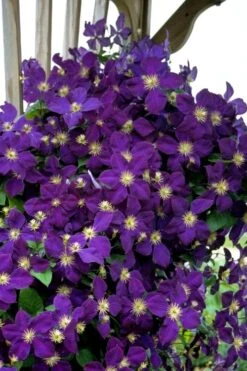 Jakmanii Purple Clematis - 1 Gallon Pot -Cheap US Topiary Plant Store clematis jackmanii 5
