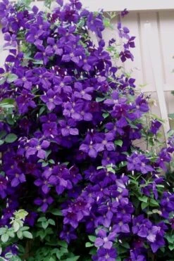 Jakmanii Purple Clematis - 1 Gallon Pot -Cheap US Topiary Plant Store clematis jackmanii 9