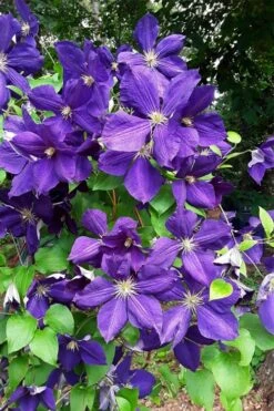 Jackmanii Superba Clematis - 1 Gallon Pot -Cheap US Topiary Plant Store clematis jackmanii superba 3