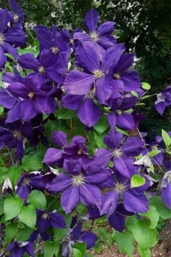 Jackmanii Superba Clematis - 1 Gallon Pot -Cheap US Topiary Plant Store clematis jackmanii superba 4