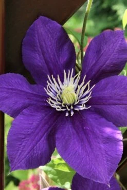 Jackmanii Superba Clematis - 1 Gallon Pot -Cheap US Topiary Plant Store clematis jackmanii superba 5