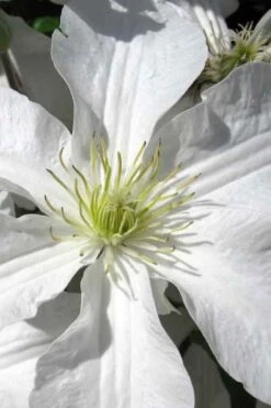 John Huxtable Clematis - 1 Gallon Pot -Cheap US Topiary Plant Store clematis john huxtable 1